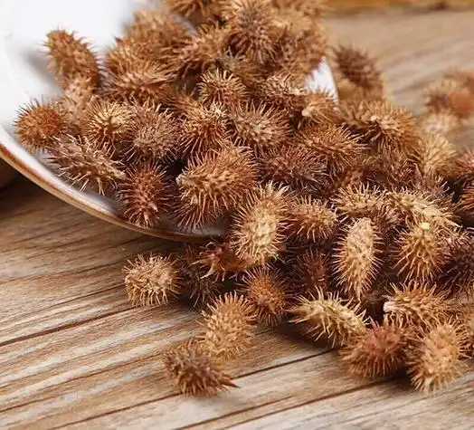 苍耳子的主要成分和利用价值