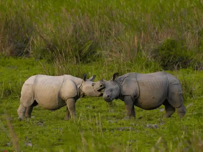 1/5两只可爱的犀牛幼崽正在嬉戏打闹,但这场打闹逐渐变成了温馨和甜蜜