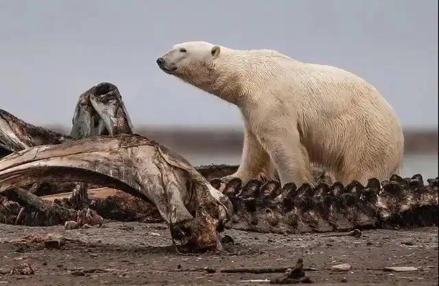 北极熊吃出"龙骨",明明只是个哺乳动物,为何神似中国龙?