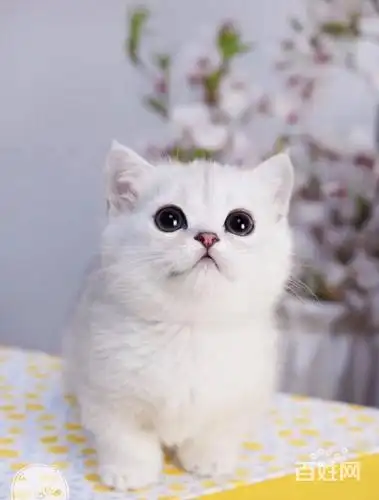 唐山银渐层多少钱一只 纯种渐层猫 英短银渐层