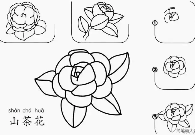 山茶花怎么画简笔画山茶花简笔画步骤图