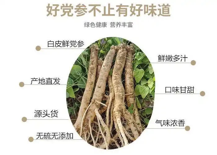 甘肃新鲜党参当归现挖现售无硫野生湿党参鲜党参当归黄芪11月28日发完