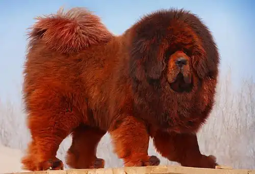 流浪藏獒来势汹汹,稳坐"雪山二哥"之位,能否威胁雪豹生存