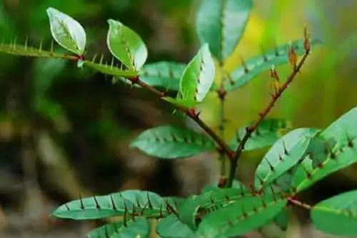 农村这种带刺的野草,竟然是治疗风湿骨痛的民间草药,你见过吗?
