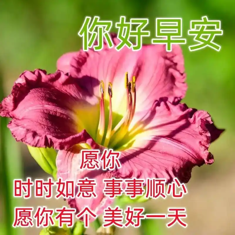 1月13日特漂亮鲜花问候祝福语图片带字,新的一天暖心的早上好祝福
