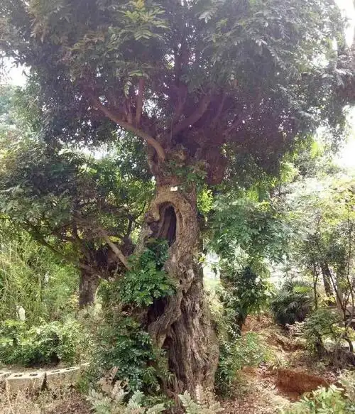 紫,清香木是云南的特产,云南清香木桩头好,上盆造型难度低.