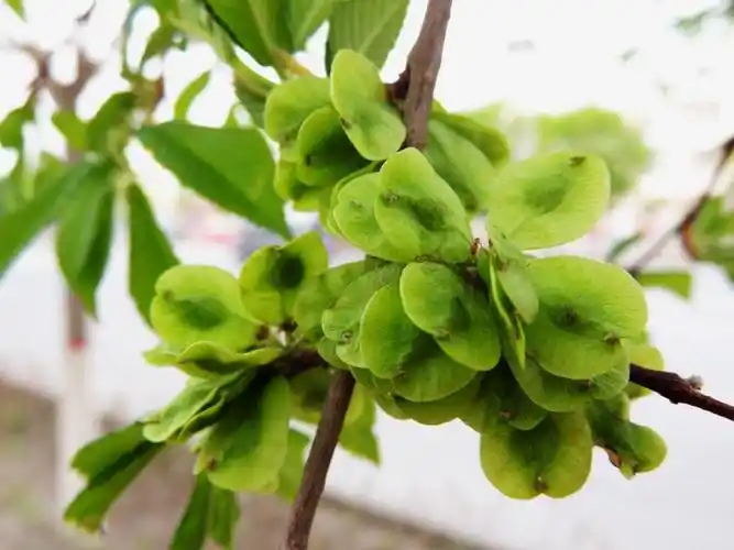 p>黑榆(学名: i>ulmus davidiana /i> planch.