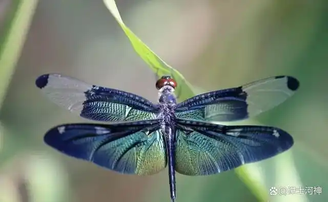 虫图欣赏:蝴蝶与蜻蜓