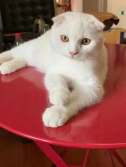 纯白苏格兰折耳猫