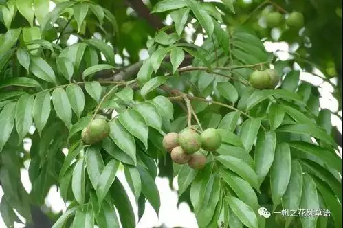 你好大自然第114期人面子