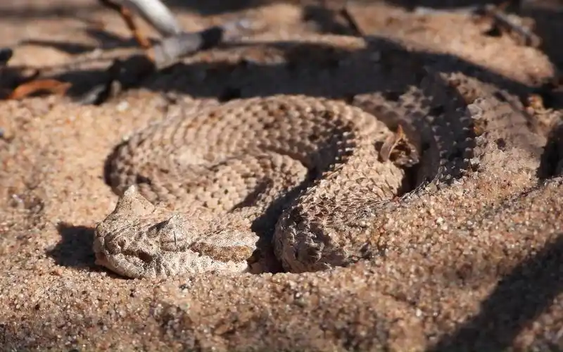 惊悚!up主在的沙漠中脚下窜出毒蛇