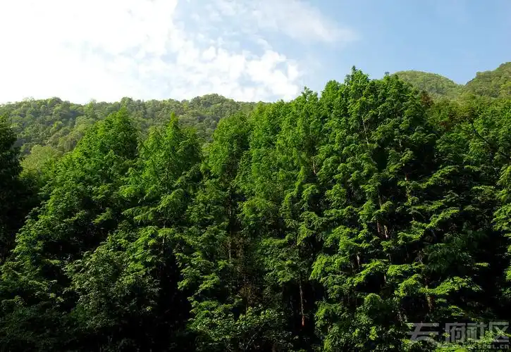 洗肺之地---平武宽坝林场