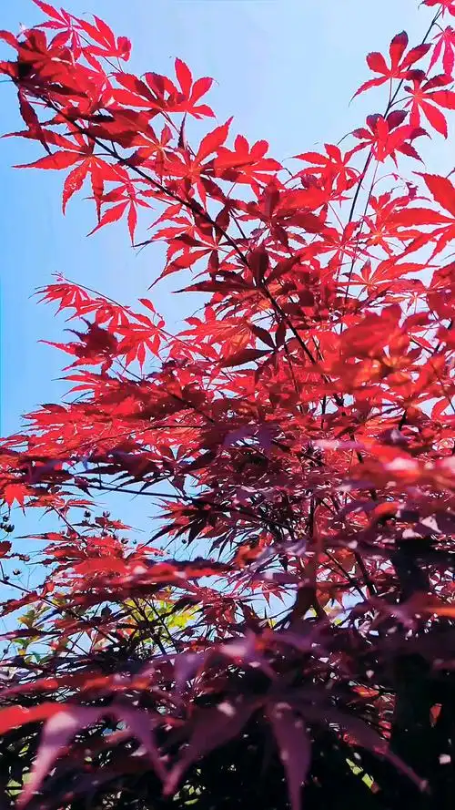 壁纸 枫叶 红枫 树 1080_1920 竖版 竖屏 手机