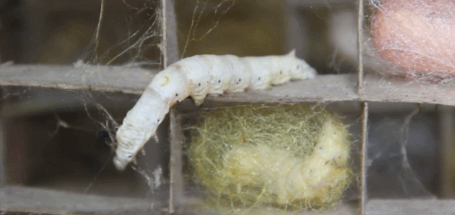 你能找到蚕的眼睛在哪里吗