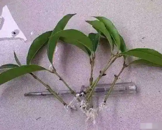 通常都会给它进行修剪,那么橡皮树剪下来怎么生根呢?