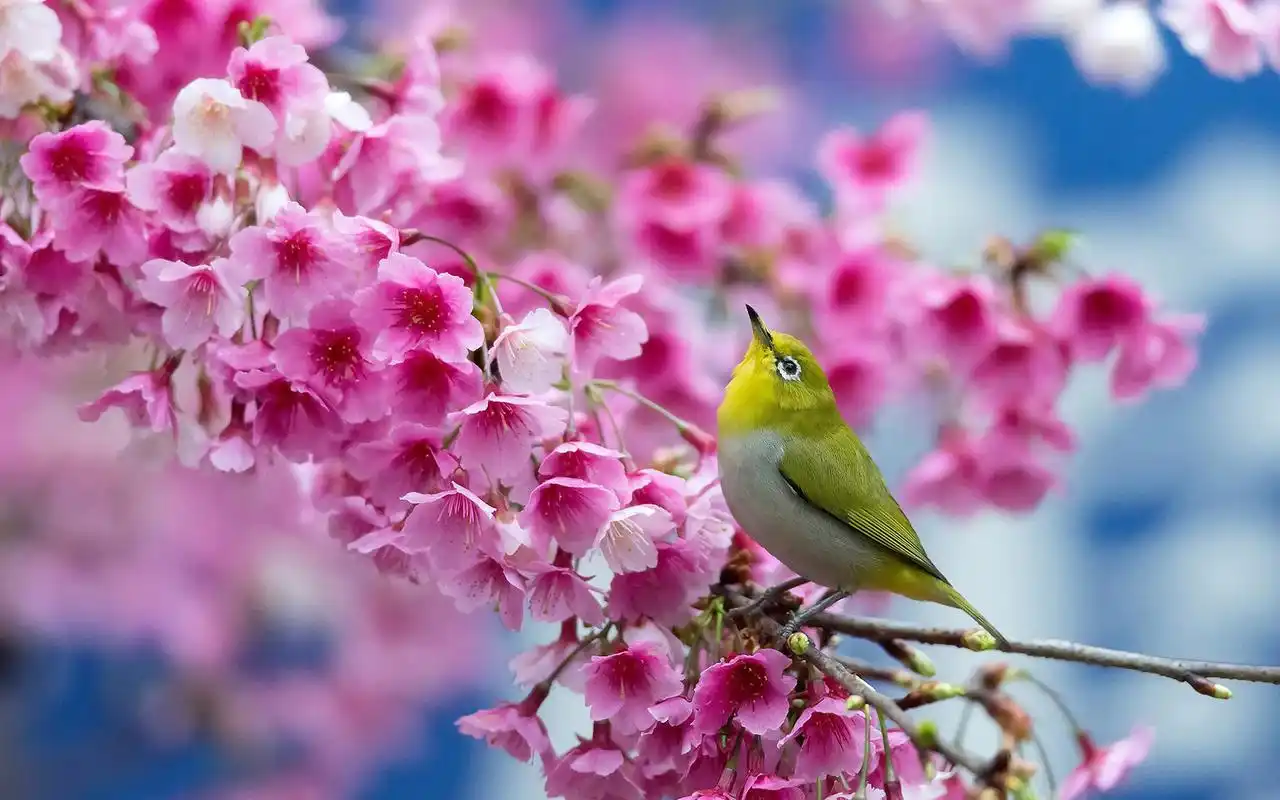 超好看的粉色花卉植物高清电脑壁纸高清下载