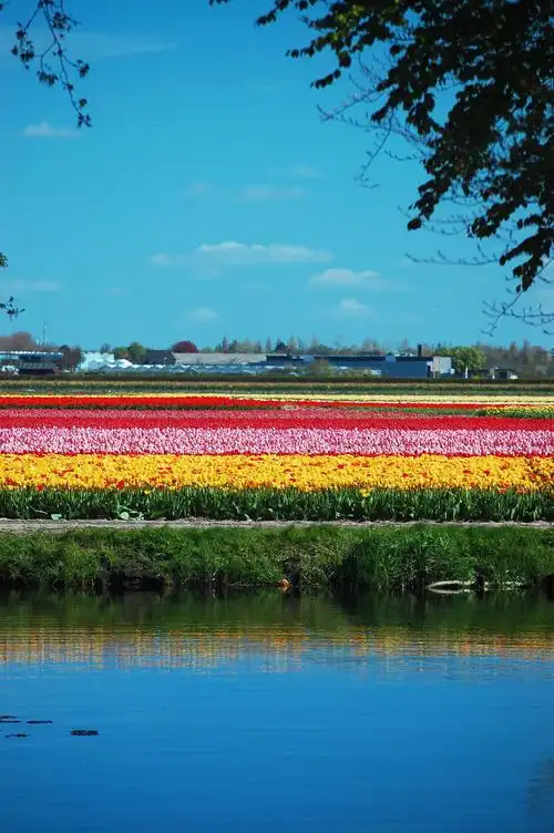 荷兰库肯霍夫公园