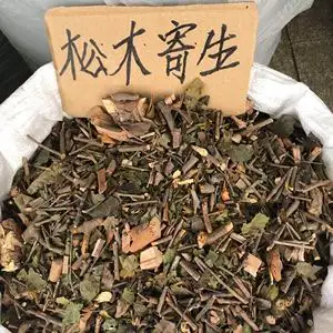 野生正品 松树寄生 马尾松寄生 松木寄生 干品500g