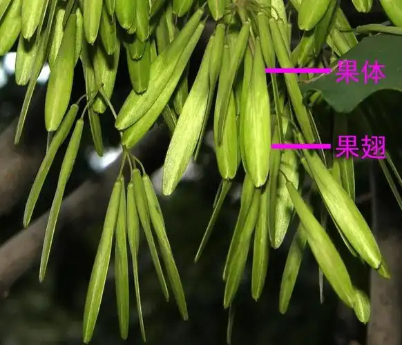 白蜡树的果实是一种翅果,由两部分组成,靠近基部的位置是鼓起来的果体