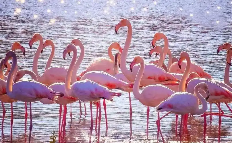 的insinstagram国外的社交软件instagram就算没用过的仙女都应该知道