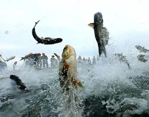 巨网捕鱼万鱼跃起盛况空前!千岛湖渔业2017再获丰收!