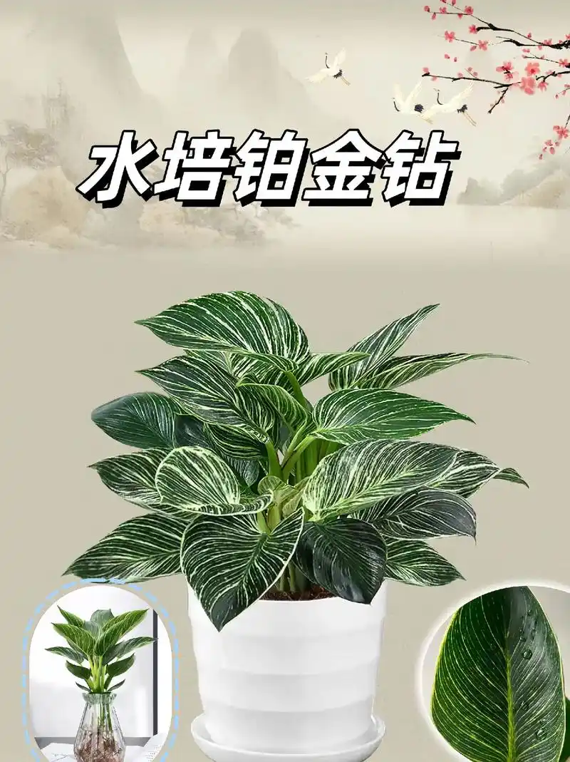 大盆铂金钻盆栽四季常青绿植室内花卉植物铂
