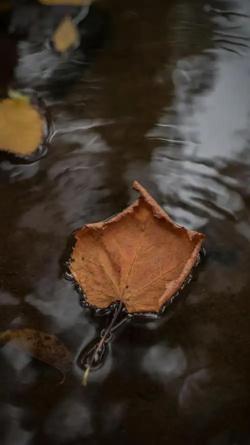 叶子掉落的一瞬间