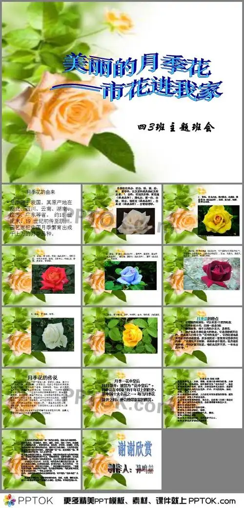 月季花ppt