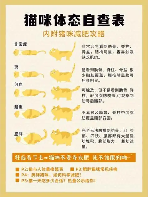 猫咪到底多少斤算肥胖?最新猫咪体重对照表
