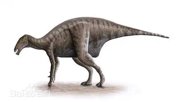 1/5 大型的鸟臀类恐龙:鸭嘴龙 鸭嘴龙为一类较大型