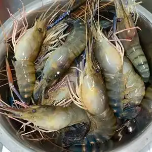 罗氏沼虾 上海  大头虾 280克500g北京闪送鲜活罗氏虾生猛大虾大头虾