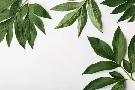 绿色的叶子,平组成的白色背景照片