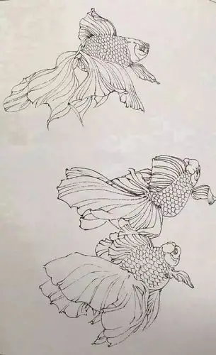 素材-一组工笔白描金鱼素材