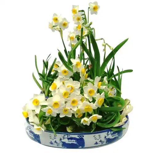 漳州水仙花种球冬季国产花种水培花客厅盆栽阳台室内好养花卉包邮