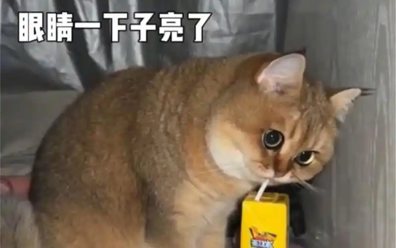 当小猫第一次喝冰红茶!猫咪:我以前过的是什么苦日子