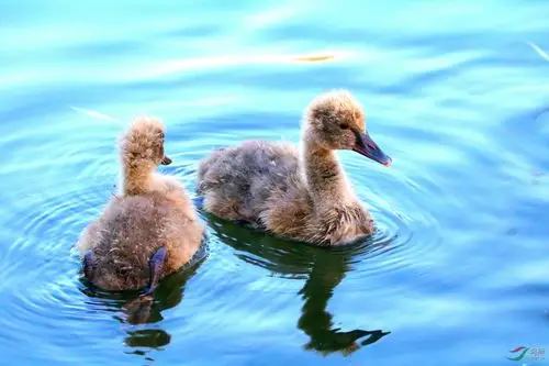 黑天鹅幼鸟