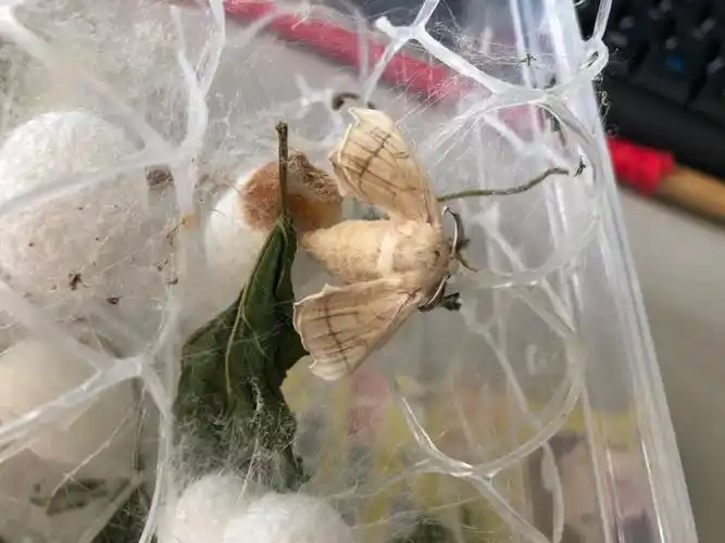 我知道,我爸爸说这个是蚕蛾.