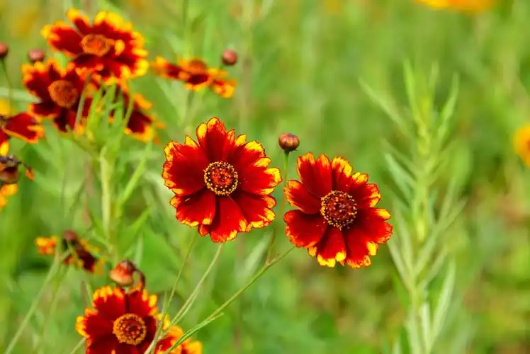 花 花草草是夏天的约定,大自然的美丽.