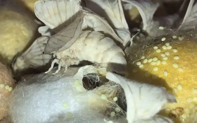 原来蛾子是这么产卵的～记录蛾子产卵过程-动物视频-搜狐视频