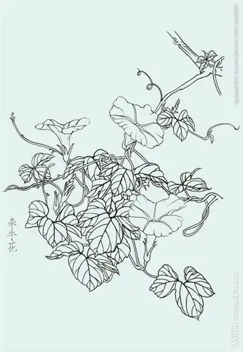牵牛花线描牵牛花白描牵牛花图片