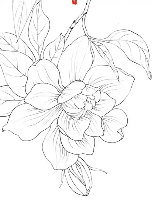 画不出这种简单构图的感觉～#线描  #古风花卉  #植物插画  #栀子花