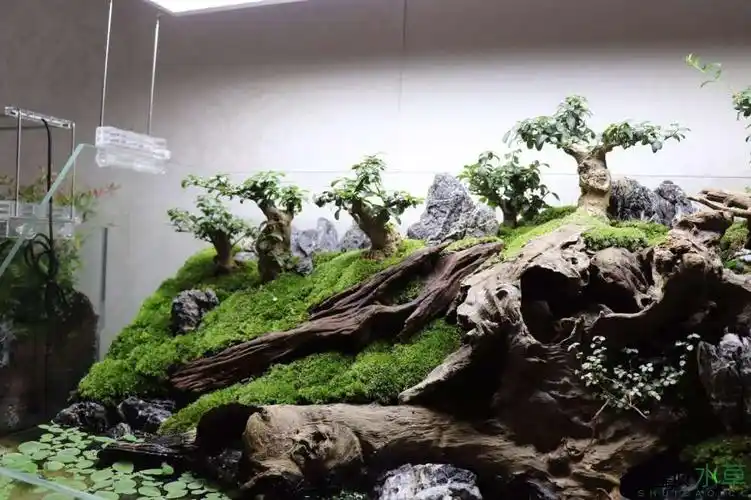 900水陆缸造景之枯树逢春