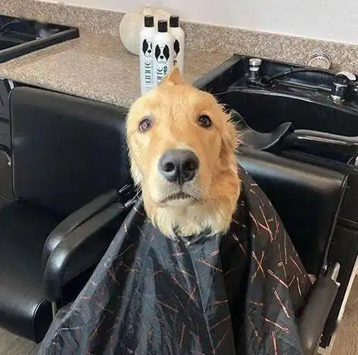 金毛被主人强行拉去理发,网友:虽然很丑但我喜欢!