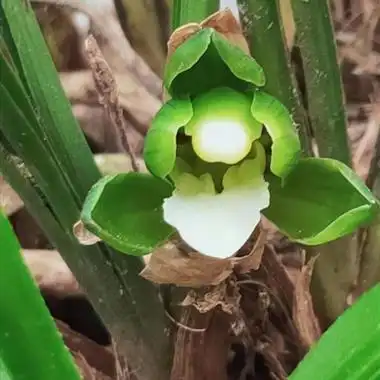 新品鹅头水晶春兰瓣型素花【7号】 - 中国兰花交易网