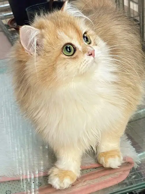 喜欢和主人贴贴的12色长毛金渐层弟弟