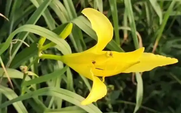 金娃娃萱草是什么植物?