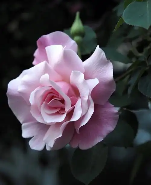 图文分享  #鲜花分享  #玫瑰  #唯美意境  #玫瑰花束