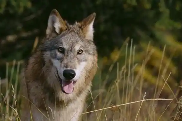 如何才能成为一头真正的狼王? - 石塘网
