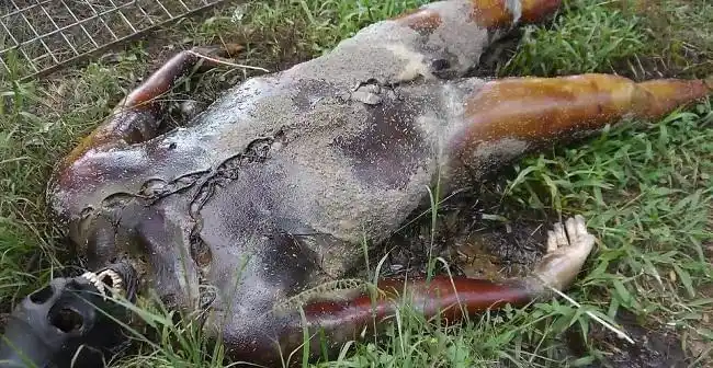 世界上最恐怖的五大尸体农场看着都瘆的慌