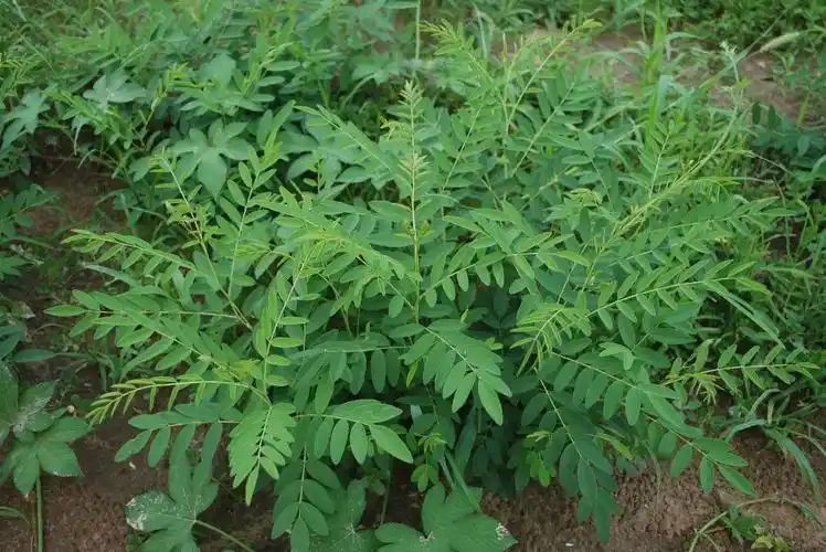 苦参汤的组成(每日中药-苦参)